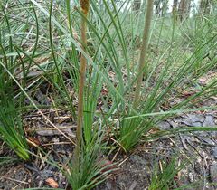 Xanthorrhoea minor