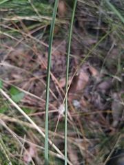 Xanthorrhoea concava