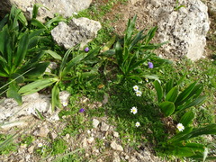 Drimia numidica