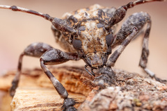 Aegomorphus jaspideus