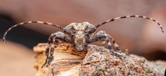 Aegomorphus jaspideus