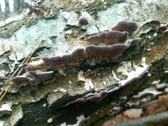 Trichaptum biforme