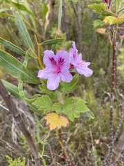 Pelargonium cucullatum