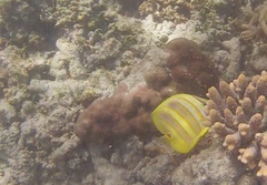 Chaetodon rainfordi