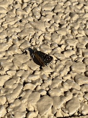 Pyrginae