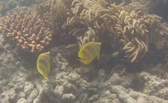 Chaetodon rainfordi