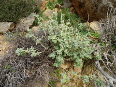 Pseudodictamnus mediterraneus
