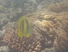 Chaetodon rainfordi