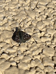 Pyrginae