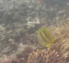 Chaetodon rainfordi