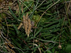 Diphasiastrum alpinum