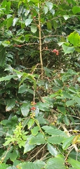 Coffea arabica