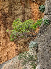 Euphorbia sultan-hassei