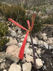 Cyrtanthus fergusoniae