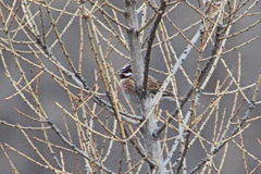 Emberiza leucocephalos