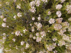 Serruria rubricaulis