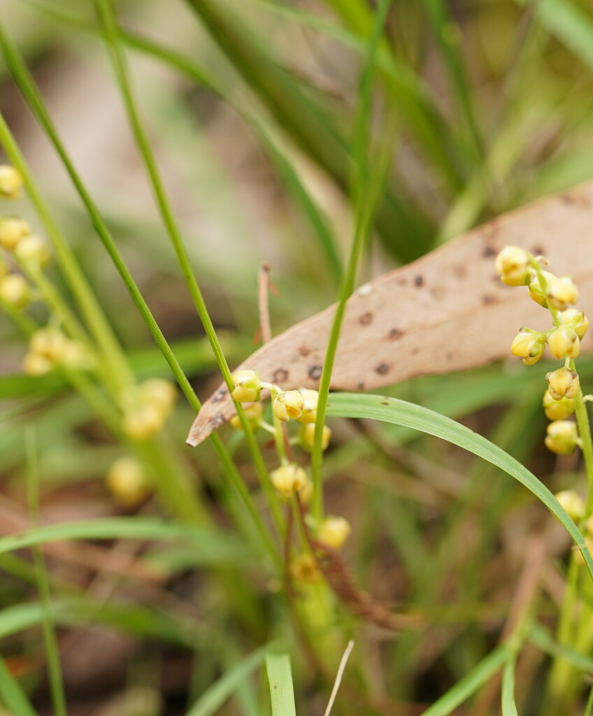 Wattle Matrush from Lysterfield VIC 3156, Australia on October 25