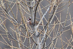 Emberiza leucocephalos