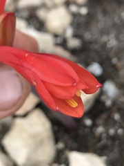 Cyrtanthus fergusoniae