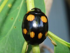 Paropsisterna sexpustulata