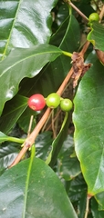 Coffea arabica