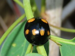 Paropsisterna sexpustulata