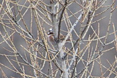 Emberiza leucocephalos