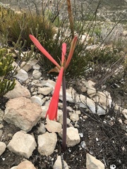 Cyrtanthus fergusoniae