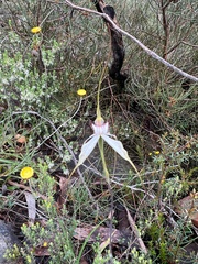 Caladenia venusta