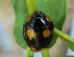 Paropsisterna sexpustulata