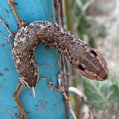 Rhagastis mongoliana