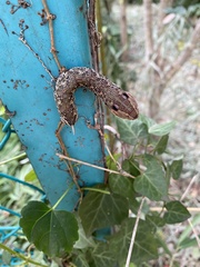 Rhagastis mongoliana