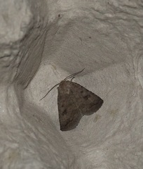 Caradrina