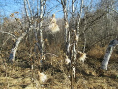Cirsium arvense integrifolium