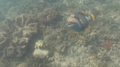 Balistoides viridescens