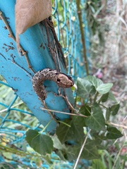 Rhagastis mongoliana