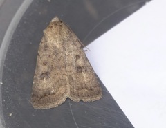Caradrina