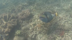 Balistoides viridescens