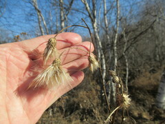 Cirsium arvense integrifolium