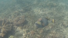 Balistoides viridescens