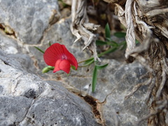 Lathyrus cicera