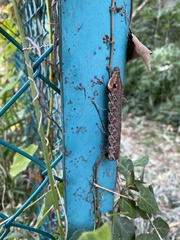 Rhagastis mongoliana