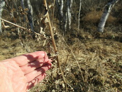 Cirsium arvense integrifolium