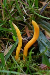 Clavulinopsis helvola
