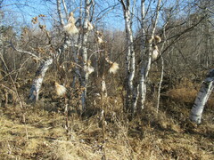 Cirsium arvense integrifolium