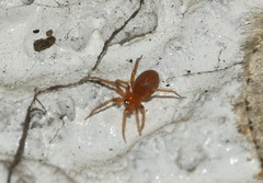 Dysderoidea