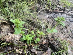 Cerastium glomeratum