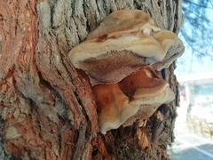 Inocutis tamaricis
