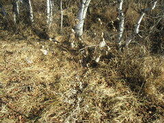 Cirsium arvense integrifolium