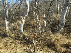 Cirsium arvense integrifolium